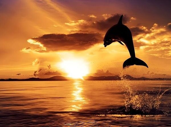 Lovina: Dolphin Sunrises & Black Sand Beaches
