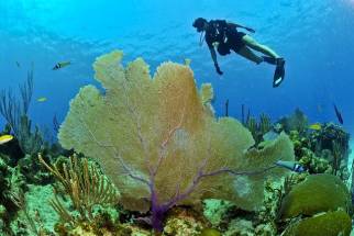 diving and snorkeling in the clear water