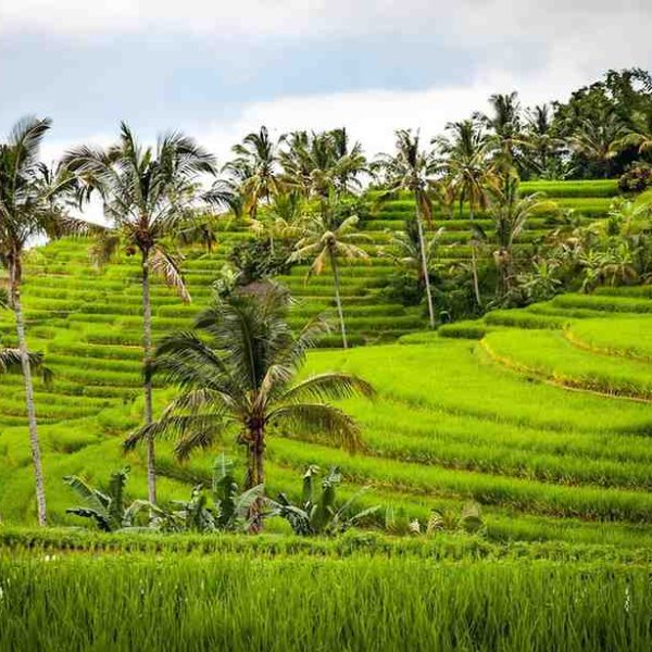 If you're looking for an authentic, rural Balinese experience that takes you away from the crowds, then look no further than the Sidemen Valley - this place is a treasure. It's a peaceful oasis of beautiful rolling rice paddies dotted with traditional villages and offering breathtaking views of Mount Agung.You can see an authentic local experience of Balinese village life, stunning natural and untouched rice fields, and a true sense of peace and tranquility. Romantic Highlights Enjoy a leisurely, romantic walk through the lush green rice fields. Join in on a traditional Balinese cooking class using local and fresh ingredients. Stay at a cozy eco-lodge with views of Mount Agung. Explore the genuine, unspoiled beauty of the Balinese countryside together.