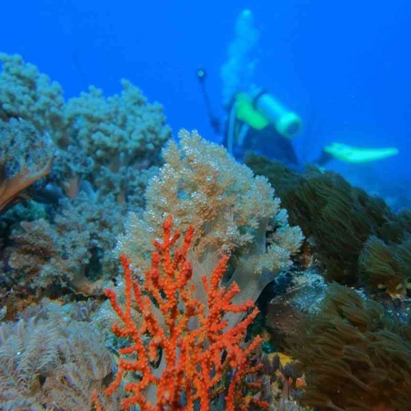 Pemuteran: Northwest Serenity & Bio-Rock Reefs