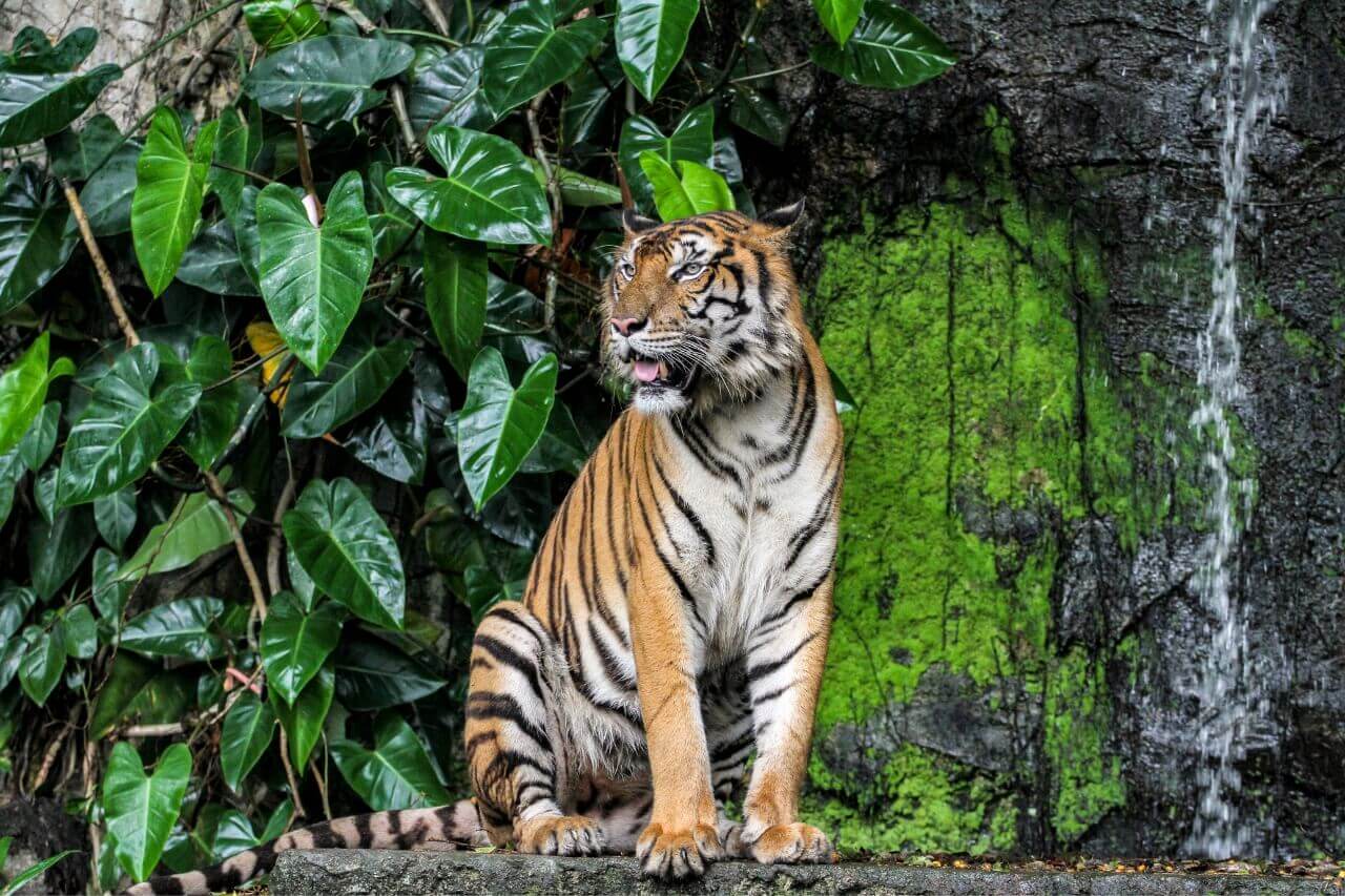 Thailand Sri Racha Tiger Zoo