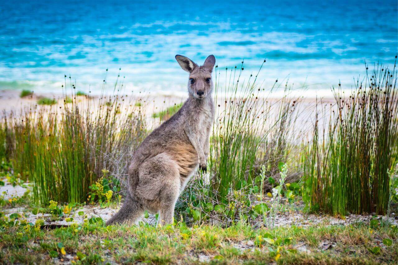 Australia Kangaroo Beach