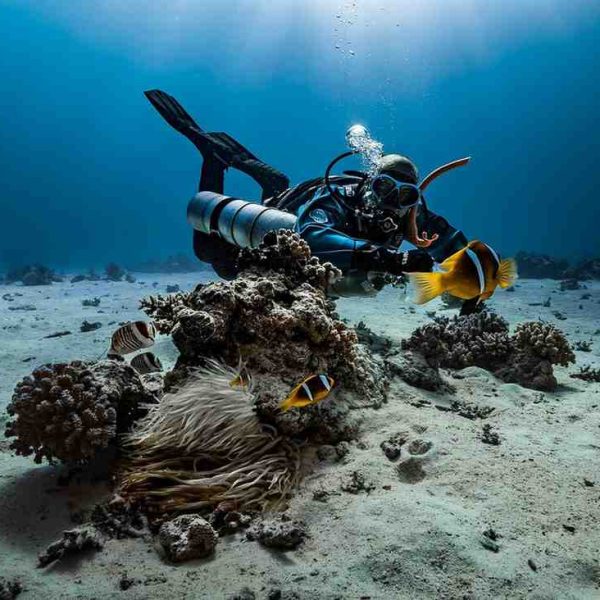 Koh Tao Diver's Paradise