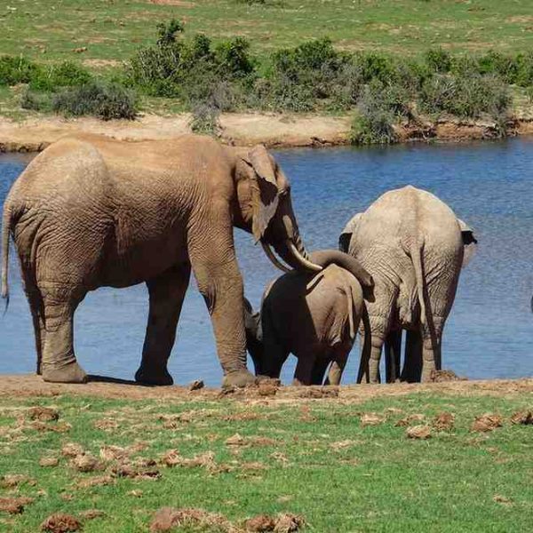 Addo Elephant National Park
