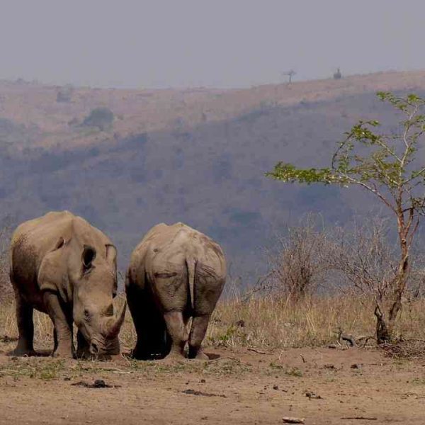 Hluhluwe-iMfolozi Park