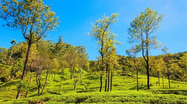 Nuwara Eliya