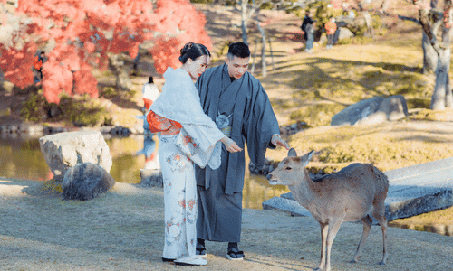 sacred deer in Nara Park