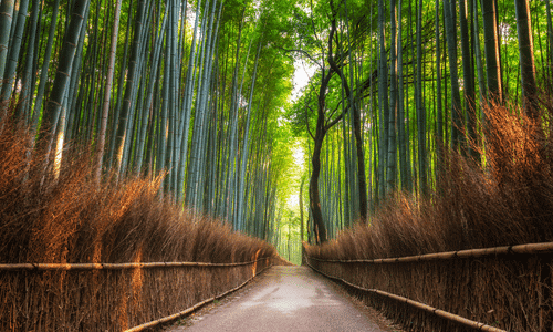 Arashiyama Bamboo Grove